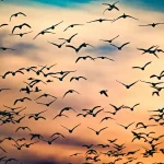 Comment le changement climatique redessine la migration des oiseaux
