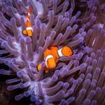 Les symbioses les plus fascinantes dans le monde animal