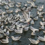 Des montagnes à la mer : comment les changements d’habitat affectent les espèces migratrices