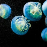 La quête de l’immortalité chez les espèces animales : Exemples fascinants