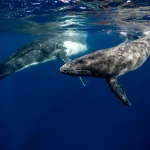 Le chant des baleines : un phénomène naturel à l’écoute de la Terre