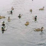 Le triathlon des canards : un défi aquatique et terrestre pour nos amis à plumes