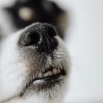 Les animaux au service de la science : des missions inattendues qui ont changé le monde