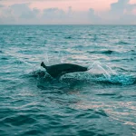 Les animaux qui ne dorment jamais : une lutte contre la nature
