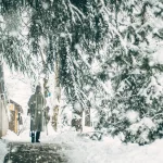 Les arbres et le climat : comment la forêt urbaine lutte contre le réchauffement