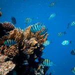 Les espèces aquatiques aux couleurs psychédéliques : une palette sous-marine