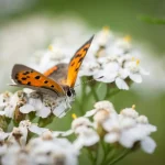 Les records d’invasion : quand certaines espèces deviennent envahissantes