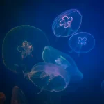 Les créatures bioluminescentes : éclairer l’obscurité avec des merveilles
