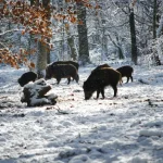 L’influence des saisons sur les comportements animaux : un rythme naturel