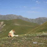 Peut-on apprendre des techniques de méditation à son chien ?