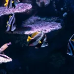 Les créatures des abysses : réelles, mais presque mythiques